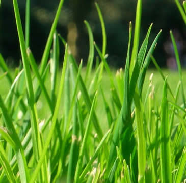 Local Area Landscaper Fertilizing Grass Services near Royal Oak, Birmingham and Troy MI
