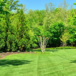 Lawn Aerating Services for Beautiful Lawns near me in Royal Oak, Birmington, and Troy MI