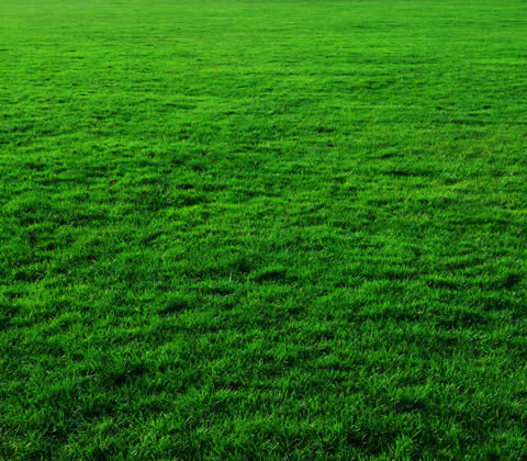 Lawn Fertilization and Grass Fertilizing Specialists Royal Oak MI