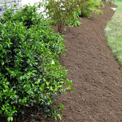 Mulch Installation for Flower Beds and Tree Areas near me in Royal Oak, Birmington, and Troy MI